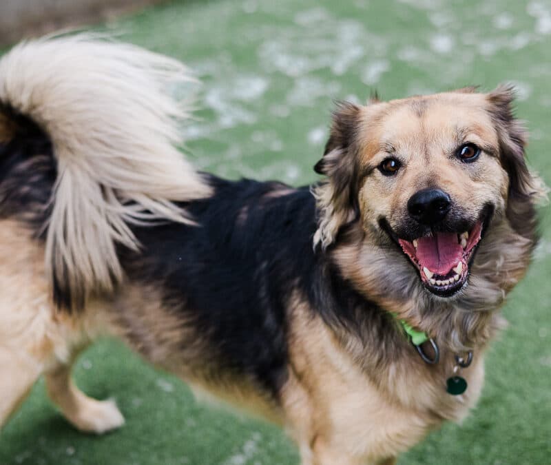 DAKOTA - Border Collie Mixed cat available for adoption at AARCS in Calgary