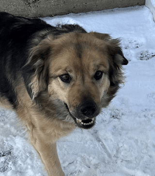 DAKOTA - Border Collie Mixed available for adoption in Calgary