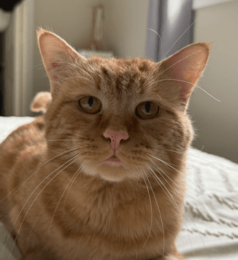 DASANI - Domestic Short Hair cat available for adoption at AARCS in Calgary