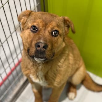 DORY - Shepherd mixed available for adoption in Calgary