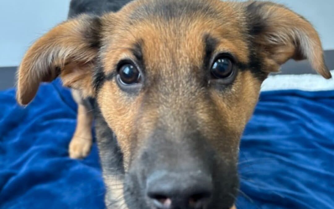 EVEREST - Shepherd Mixed available for adoption at AARCS in Calgary