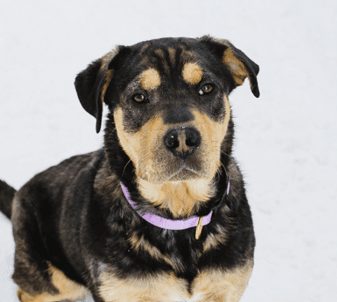 EVERLYNN - Rottweiler Mixed available for adoption at AARCS in Calgary