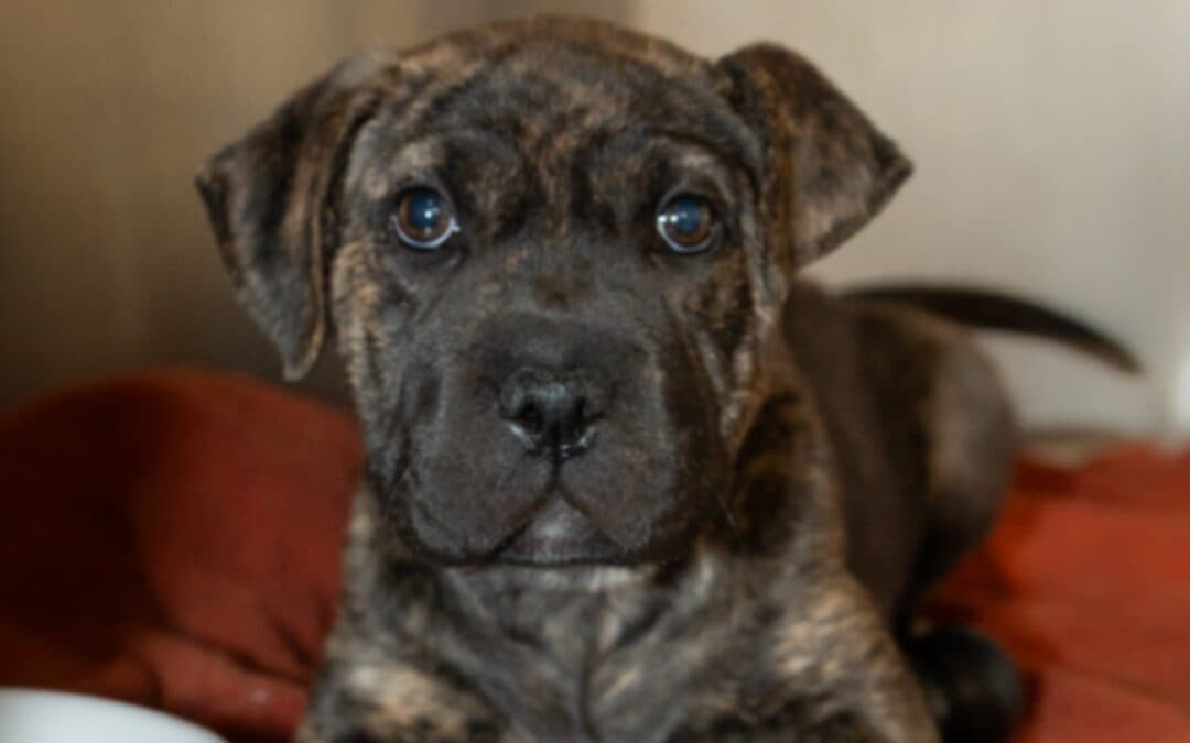 FORREST - Terrier, American Pit Bull Mixed available for adoption at AARCS in Calgary