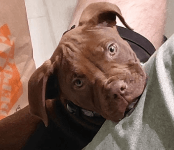 FOXTAIL - Terrier, American Pit Bull Mixed available for adoption at AARCS in Calgary