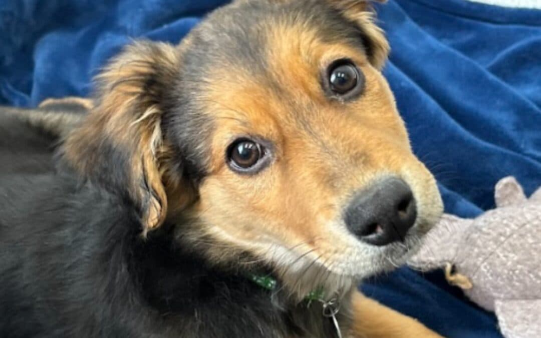 GRACIE - Shepherd Mixed available for adoption at AARCS in Calgary