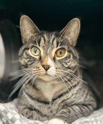 HARLEY QUINN - Domestic Short Hair cat available for adoption at AARCS in Calgary