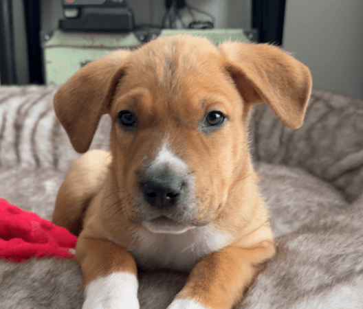 HARRIS - Shepherd mixed available for adoption at AARCS in Calgary