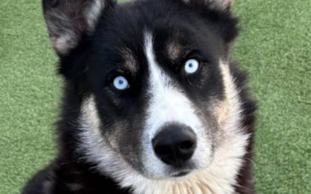 HEATH - Husky Mixed available for adoption at AARCS in Calgary