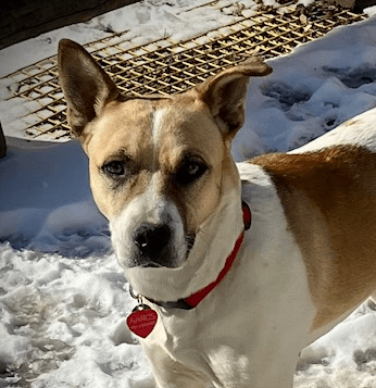 HENNA - Australian Cattle Dog Mixed available for adoption at AARCS in Calgary