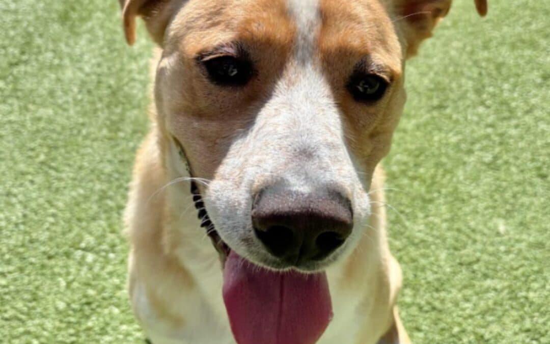 HENRY - Labrador Retriever Mixed available for adoption at AARCS in Calgary