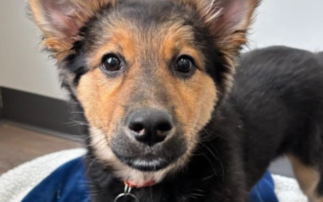 Jaya - Shepherd Mixed available for adoption at AARCS in Calgary