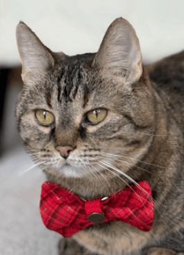 JOANNA - Domestic Short Hair cat available for adoption in Calgary