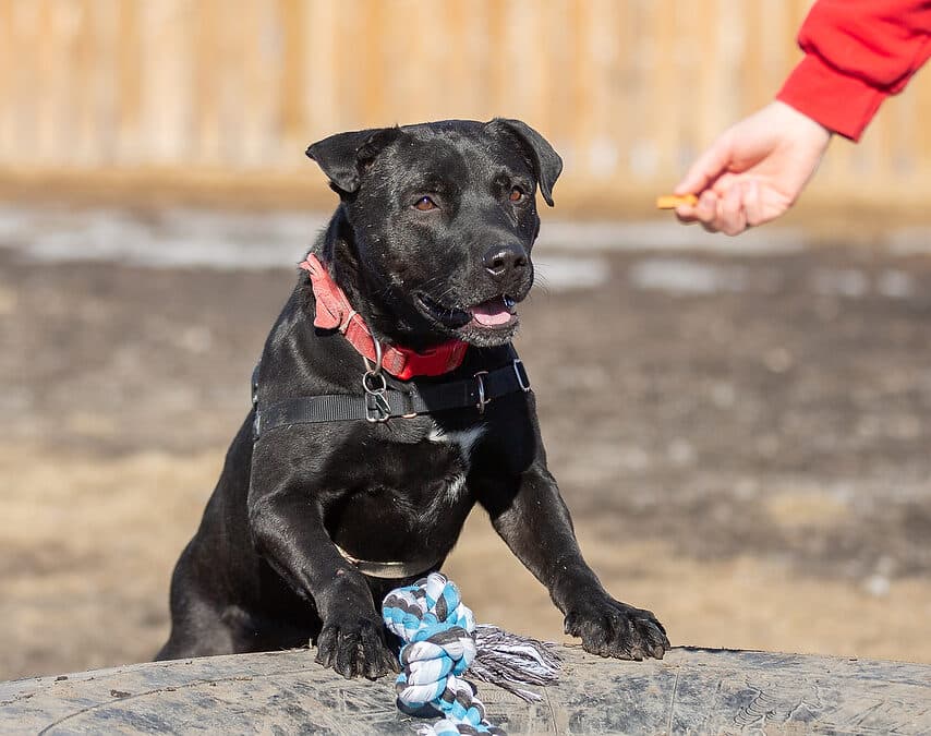 JONATHON - Terrier, Pit Bull Mixed available for adoption in Calgary
