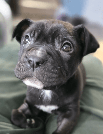 LAKE - Terrier, American Pit Bull Mixed available for adoption at AARCS in Calgary