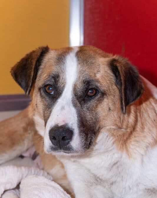 LATTE - Australian Cattle Dog Mixed available for adoption in Calgary