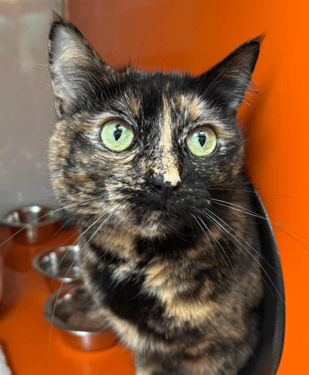 LOLA - Domestic Short Hair cat available for adoption at AARCS in Calgary