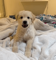 LUCA - Shepherd mixed available for adoption at AARCS in Calgary