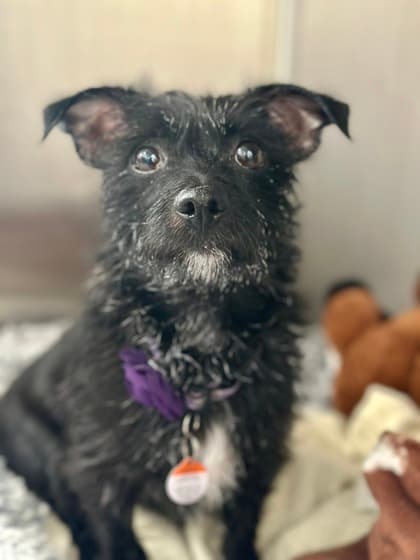 LULU - Terrier Mixed available for adoption at AARCS in Calgary