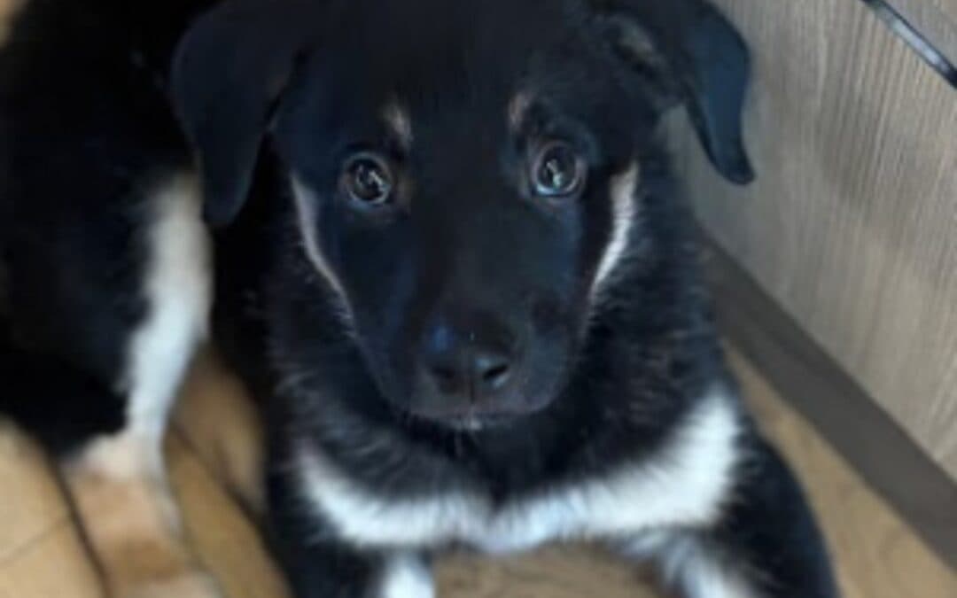 MILANO - Shepherd Mixed available for adoption at AARCS in Calgary