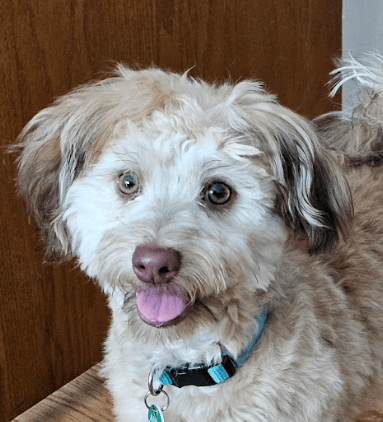 MILO - Havanese Mixed available for adoption at AARCS in Calgary
