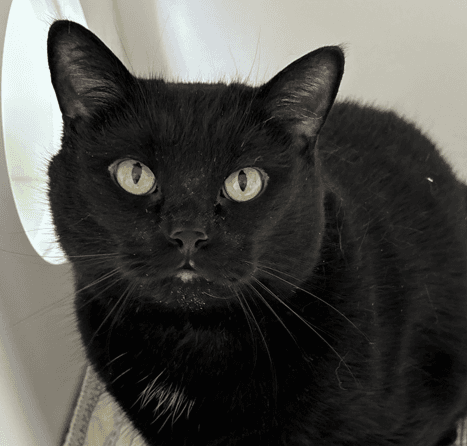 MOCHI - Domestic Short Hair cat available for adoption at AARCS in Calgary