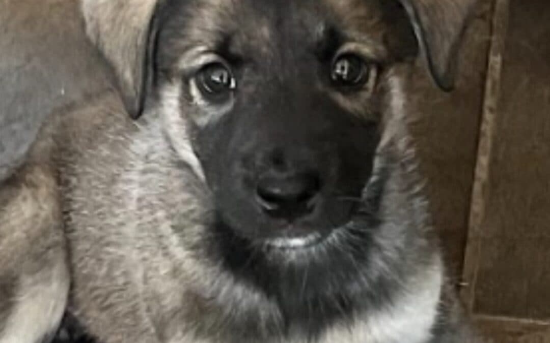 NEVA - Shepherd Mixed available for adoption at AARCS in Calgary