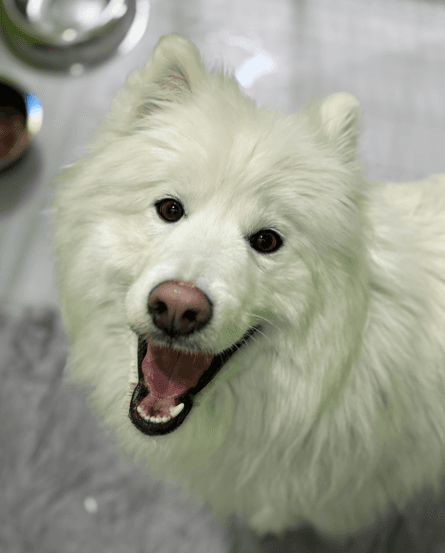 NOOMIE - Samoyed mixed available for adoption at AARCS in Calgary