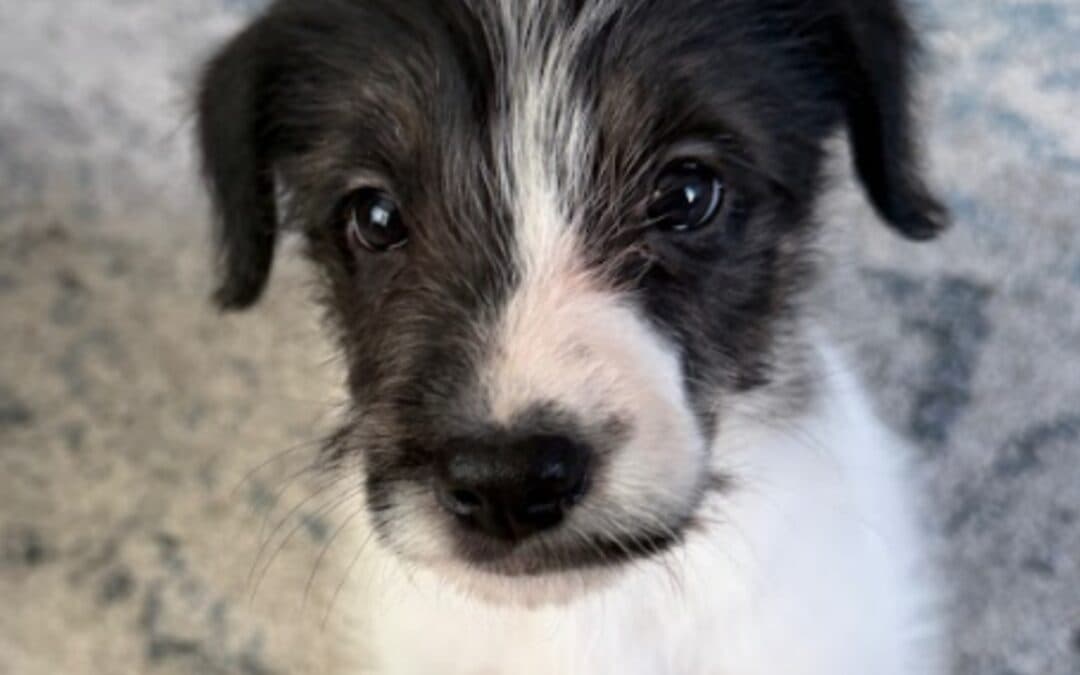 PAUL - Terrier, American Pit Bull Mixed available for adoption at AARCS in Calgary