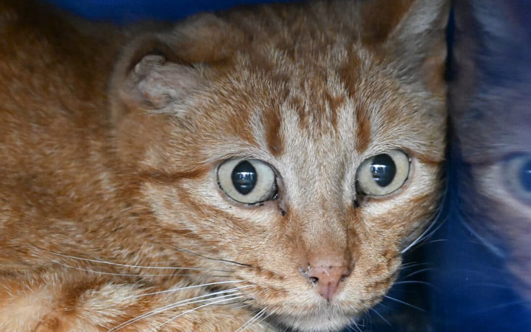 PITA - Domestic Short Hair cat available for adoption at AARCS in Calgary