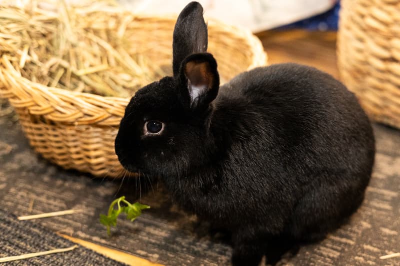 RAVYN - DSH available for adoption at AARCS in Calgary