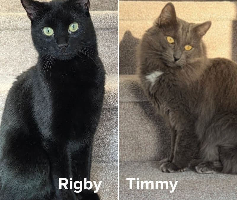 RIGBY - Domestic Short Hair available for adoption at AARCS in Calgary