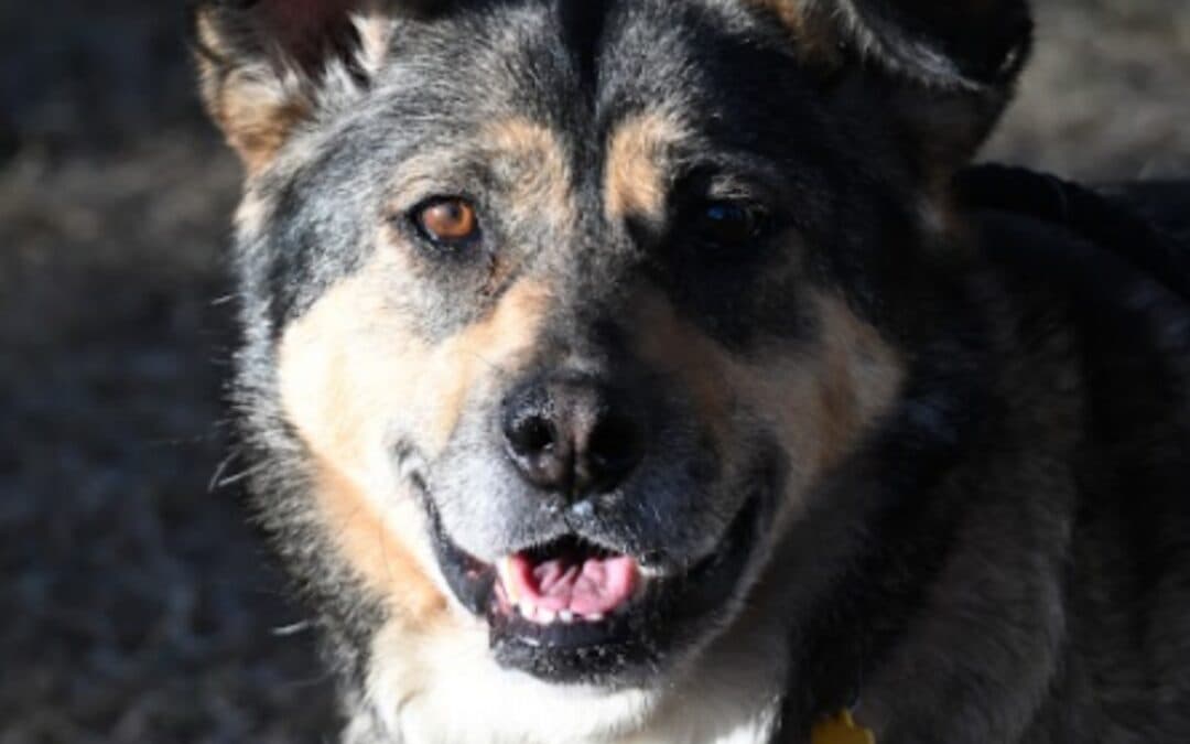 RIVER - Siberian Husky Mixed available for adoption at AARCS in Calgary