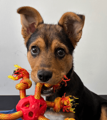SMALLS - German Shepherd Mixed available for adoption at AARCS in Calgary