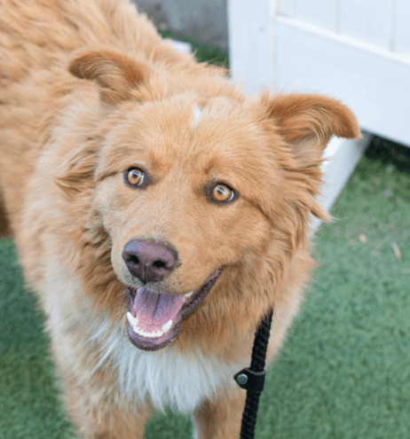 SPAGHETTI - Australian Shepherd Mixed available for adoption at AARCS in Calgary