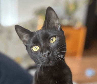 STORY - Domestic Short Hair cat available for adoption at AARCS in Calgary