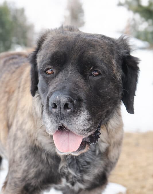 SULA - Mastiff Mixed available for adoption at AARCS in Calgary