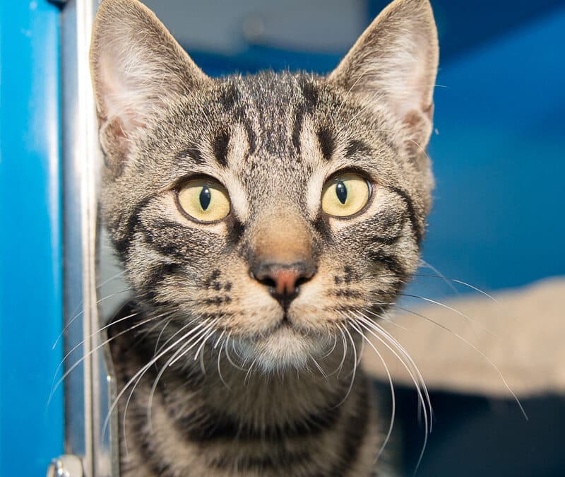 TAWNY - Domestic Short Hair cat available for adoption at AARCS in Calgary
