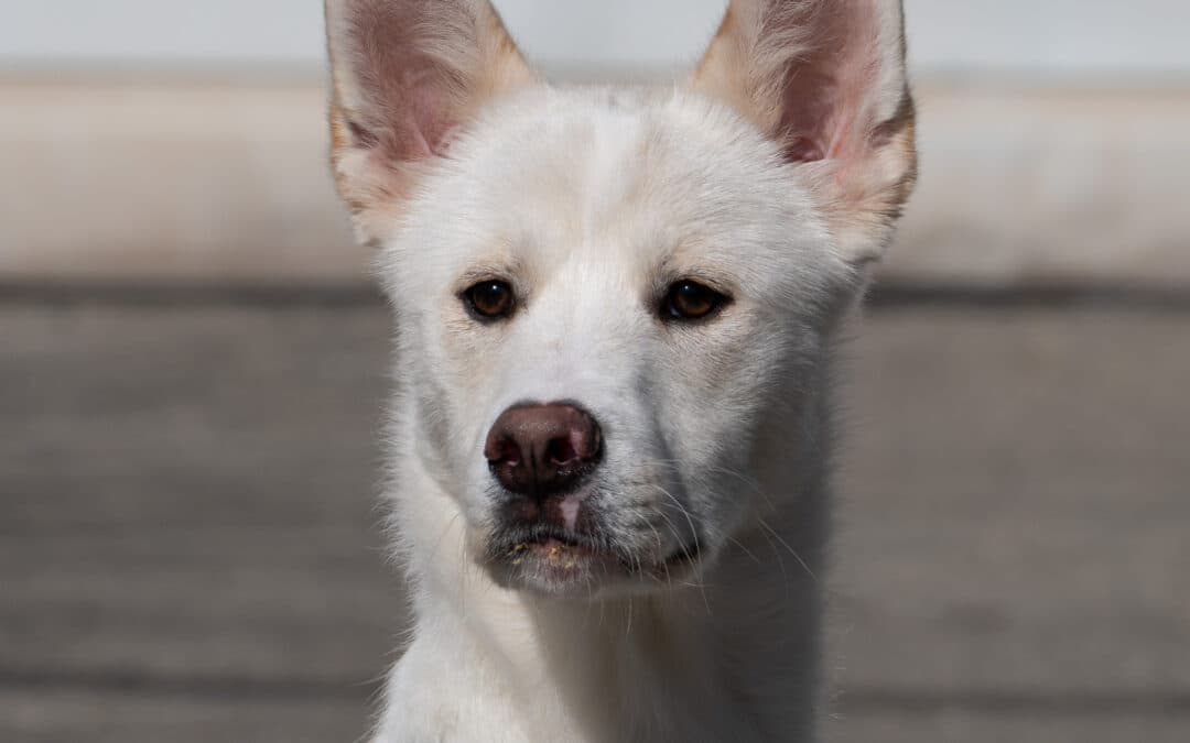 TIKA - Siberian Husky Mixed available for adoption at AARCS in Calgary