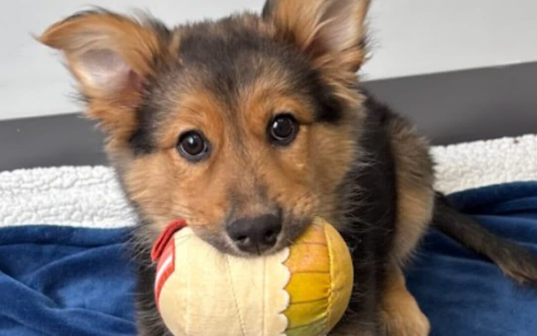 TUZO - Shepherd Mixed available for adoption at AARCS in Calgary