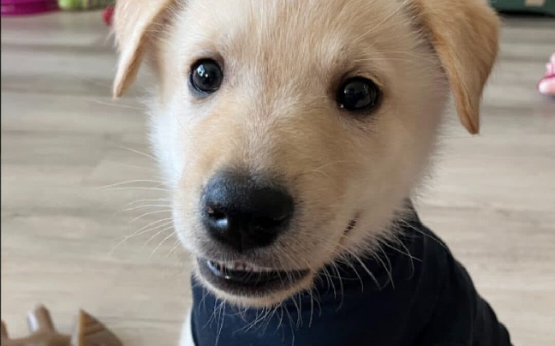 VINNY - Shepherd Mixed available for adoption at AARCS in Calgary