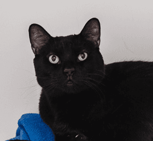 WIGAN - Domestic Short Hair cat available for adoption at AARCS in Calgary