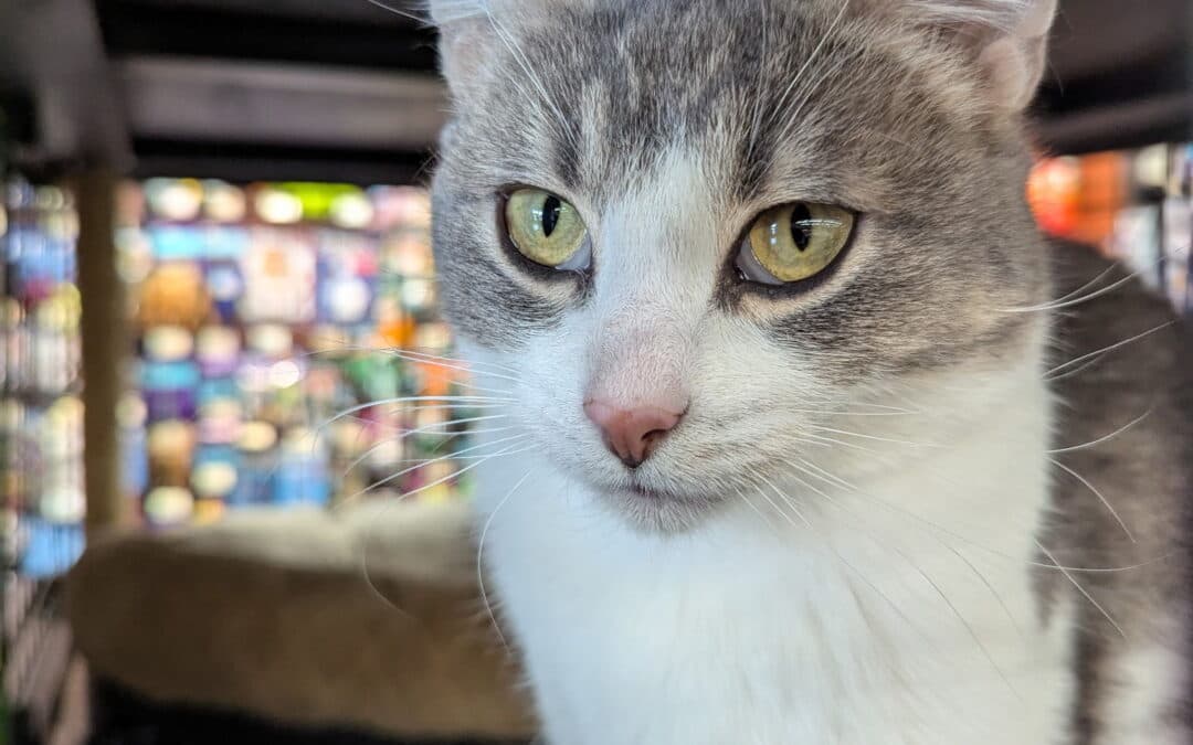 SWEET LOAF - Domestic Short Hair cat available for adoption at AARCS in Calgary