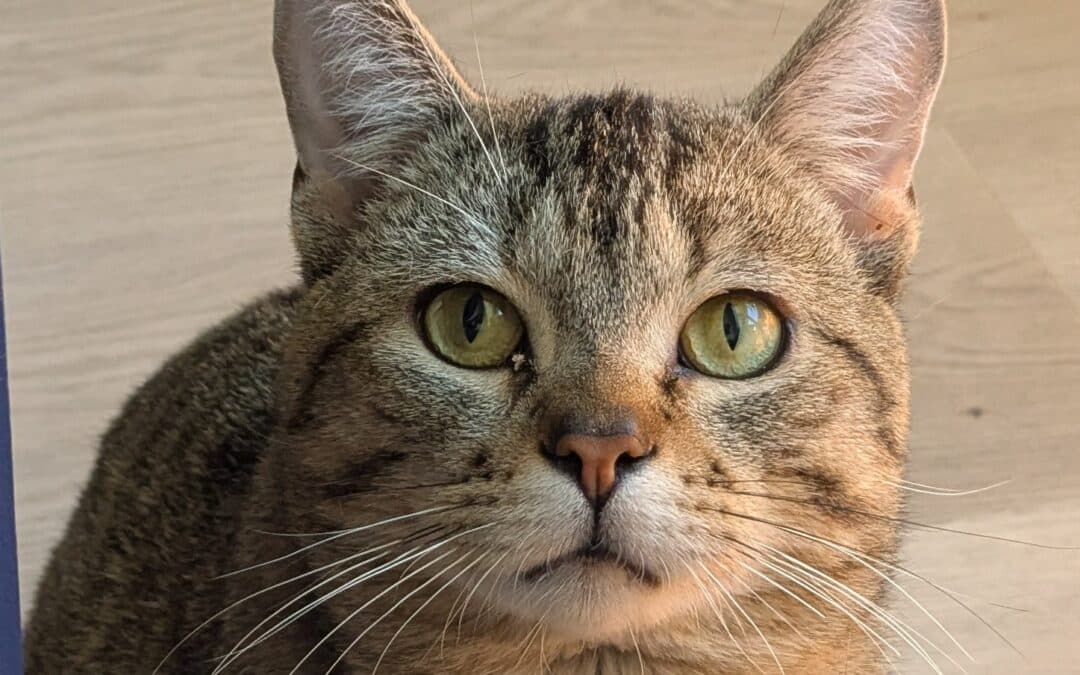 TOADSTOOL - Domestic Short Hair available for adoption at AARCS in Calgary