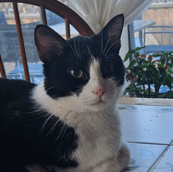 ABILENE - Domestic Short Hair cat available for adoption at AARCS in Calgary