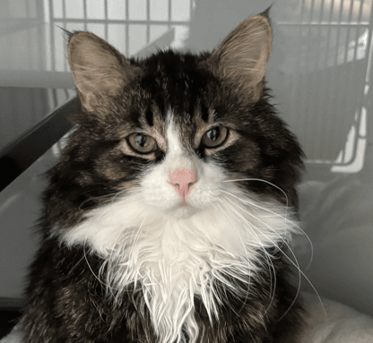 ALDEN - Domestic Medium Hair cat available for adoption in Calgary