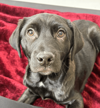 ARES - Labrador Retriever Mixed available for adoption at AARCS in Calgary