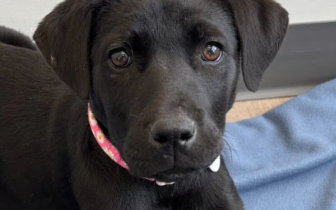 ASHLEY - Labrador Retriever Mixed available for adoption at AARCS in Calgary