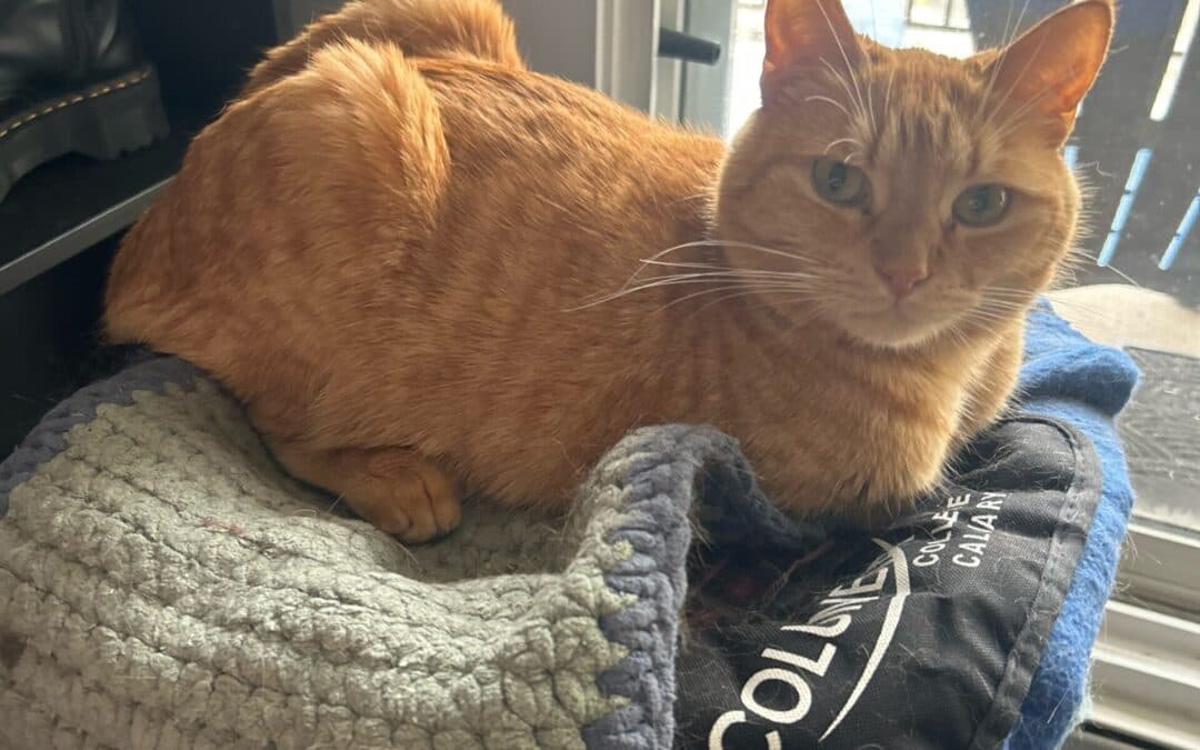 FUEGO - Domestic Short Hair cat available for adoption at AARCS in Calgary