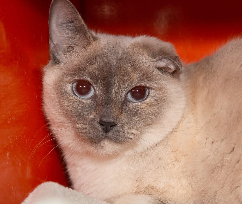 Azure - Siamese cat available for adoption in Calgary