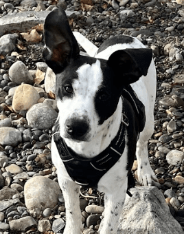 BEN - Australian Cattle Dog Mixed available for adoption at AARCS in Calgary